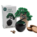SET - Bonsai, uzgoj bora Pinus Pinija + keramička posuda