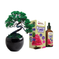 SET - Bonsai Pinus & Gnojivo za bonsaije s probioticama