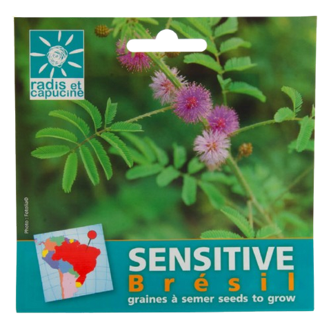 Sjemenke Mimosa pudica
