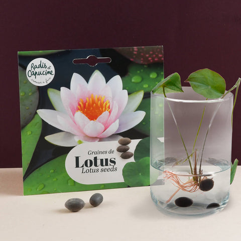 Sjemenke Lotus