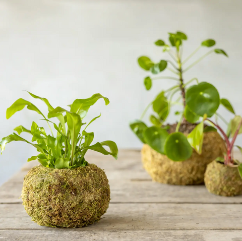 Kokedama kugla M